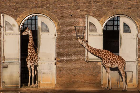 Entrada al ZSL London Zoo