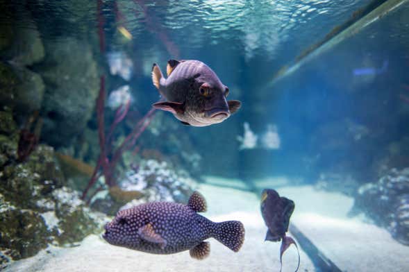 Entrada al Sea Life London