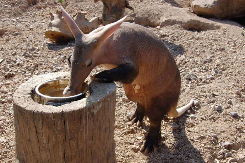 Cerdo hormiguero