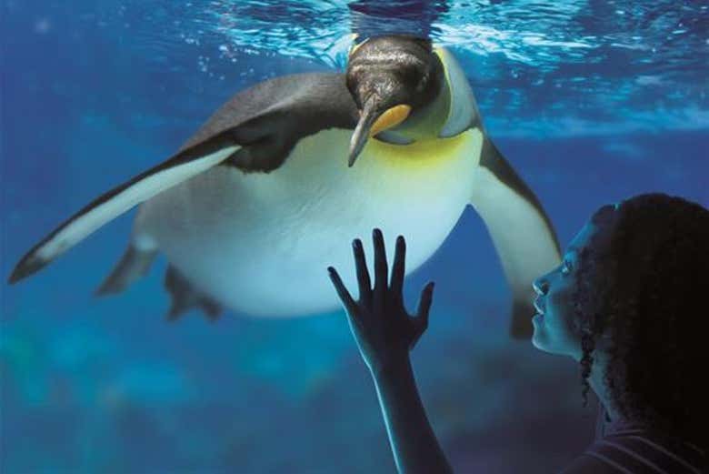 Viendo a los pingüinos