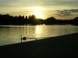 Imagen de Hyde Park al atardecer con un cisne nadando