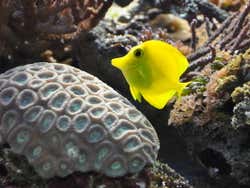 Peces tropicales en el acuario de Londres