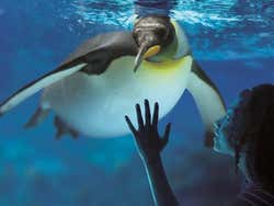 Pinguino emperador nadando en el acuario de Londres
