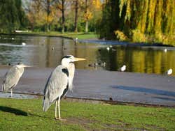 Aves junto al lago de Regent's Park en Londres